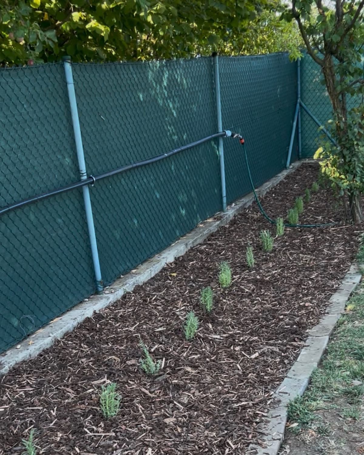 Rad levandule namiesto tují — 70 kusov a 3 tony zeme za jeden deň — Po