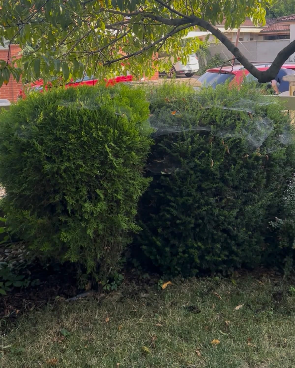 Vrátili sme sa k stálej klientke — okrasný strih celej záhrady za 5 hodín — pred